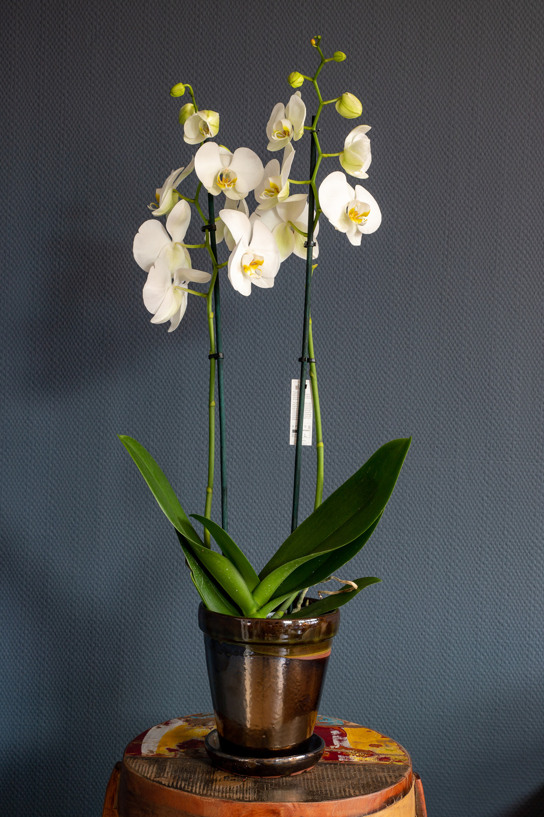 Orchidee in pot Bloem Plant
